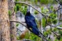 day13_yellowstone_bird-709672