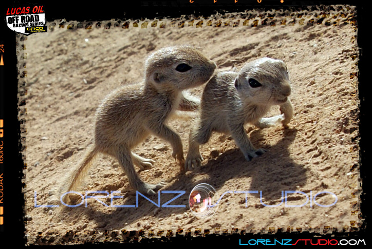 DSC05366LOORRS3.jpg - SONY DSC